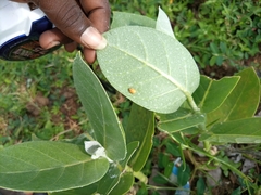 Calotropis procera image