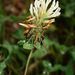 Trifolium canescens - Photo (c) Franz Xaver, algunos derechos reservados (CC BY-SA)