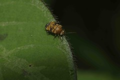 Monalocorisca