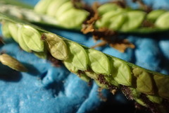 Paspalum denticulatum