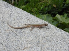 Podarcis guadarramae