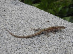 Podarcis guadarramae