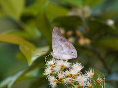 Eulaceura osteria