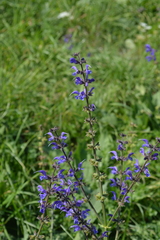 Salvia pratensis
