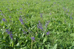 Salvia pratensis