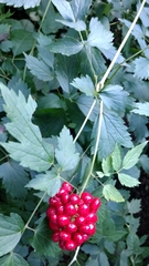 Actaea rubra rubra