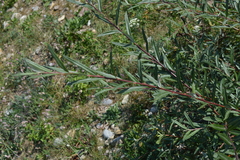 Salix eleagnos