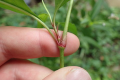 Persicaria glabra