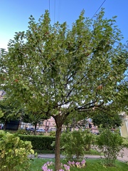 Malus