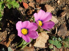Moraea barnardiella