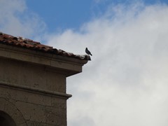 Columba livia domestica