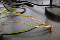 Paspalum denticulatum