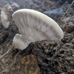 Polyporales
