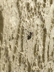 Plagioneurus univittatus