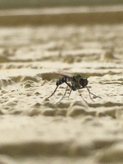 Plagioneurus univittatus
