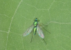 Chrysosoma globiferum