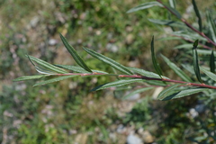 Salix eleagnos