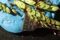 Paspalum denticulatum