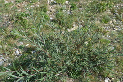 Salix eleagnos