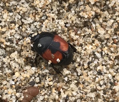 Spilodiscus sellatus