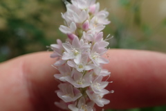 Persicaria glabra