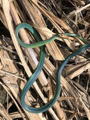 Leptophis ahaetulla
