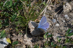 Polyommatus icarus