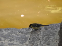 Parus major