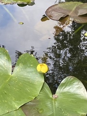 Nuphar advena image