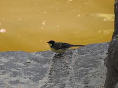 Parus major