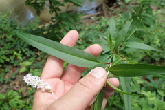 Persicaria glabra