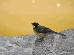 Parus major