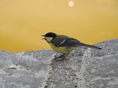 Parus major