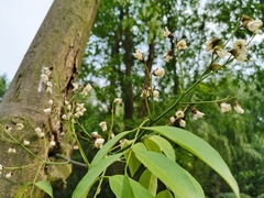 Ormosia hosiei