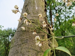 Ormosia hosiei