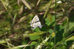 Aricia agestis