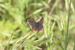 Aricia agestis