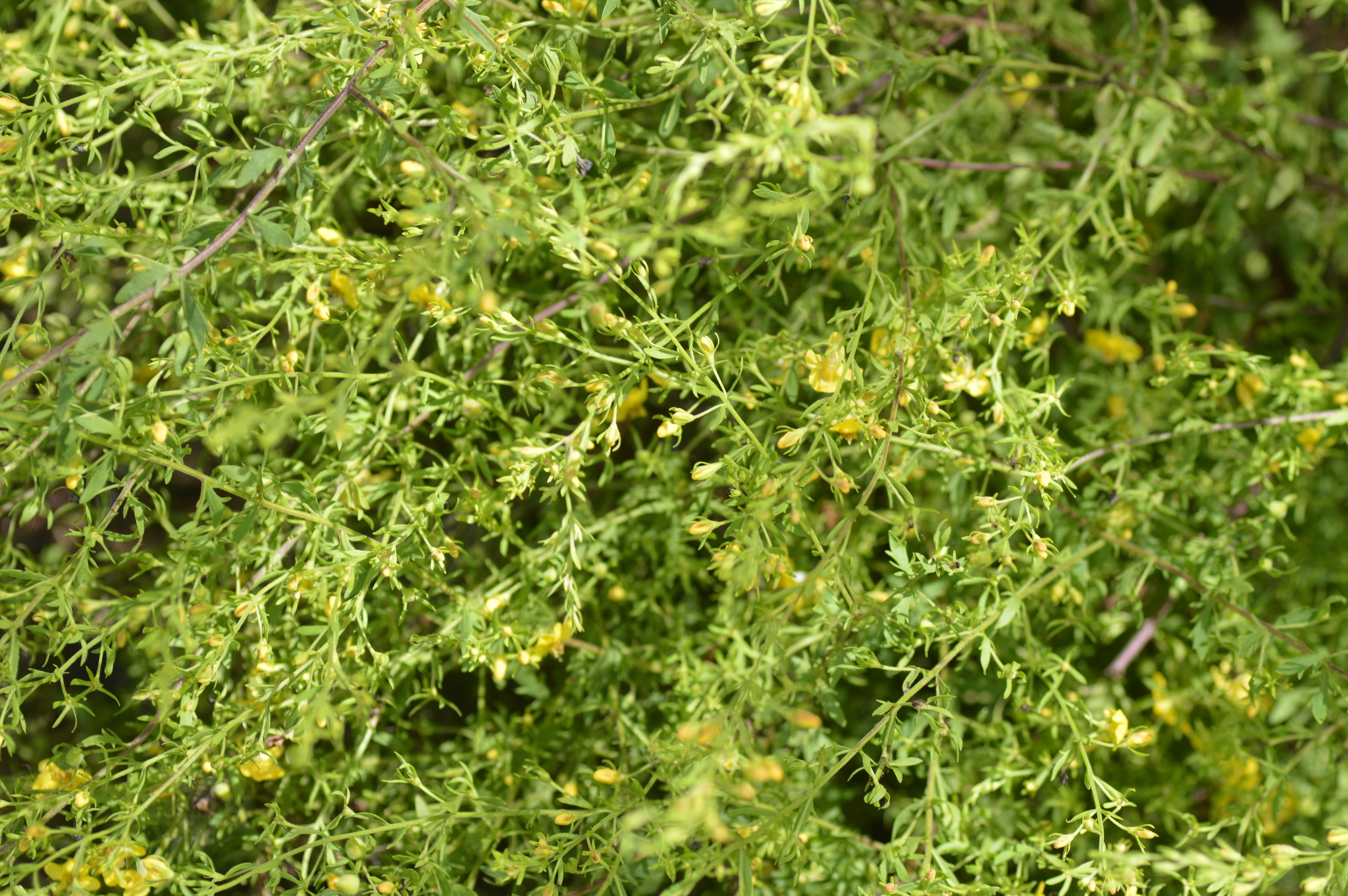 Seymeria pectinata ssp. peninsularis