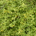 Seymeria pectinata peninsularis - Photo (c) Tom Palmer,  זכויות יוצרים חלקיות (CC BY-NC), הועלה על ידי Tom Palmer