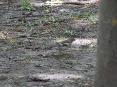 Fringilla coelebs