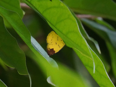 Eurema sari