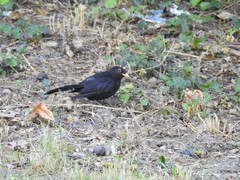Turdus merula
