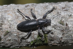 Brachyderes lusitanicus