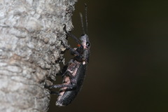 Brachyderes lusitanicus