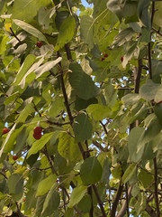 Malus