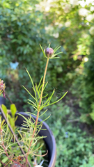 Cosmos parviflorus