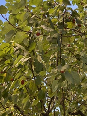 Malus