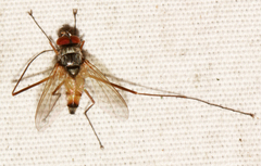 Cholomyia inaequipes