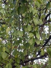 Malus