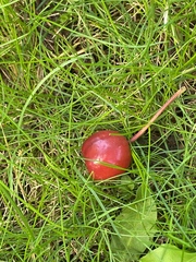 Malus